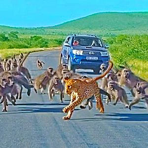 Leopard Attacks, 50 Baboons Fight Back