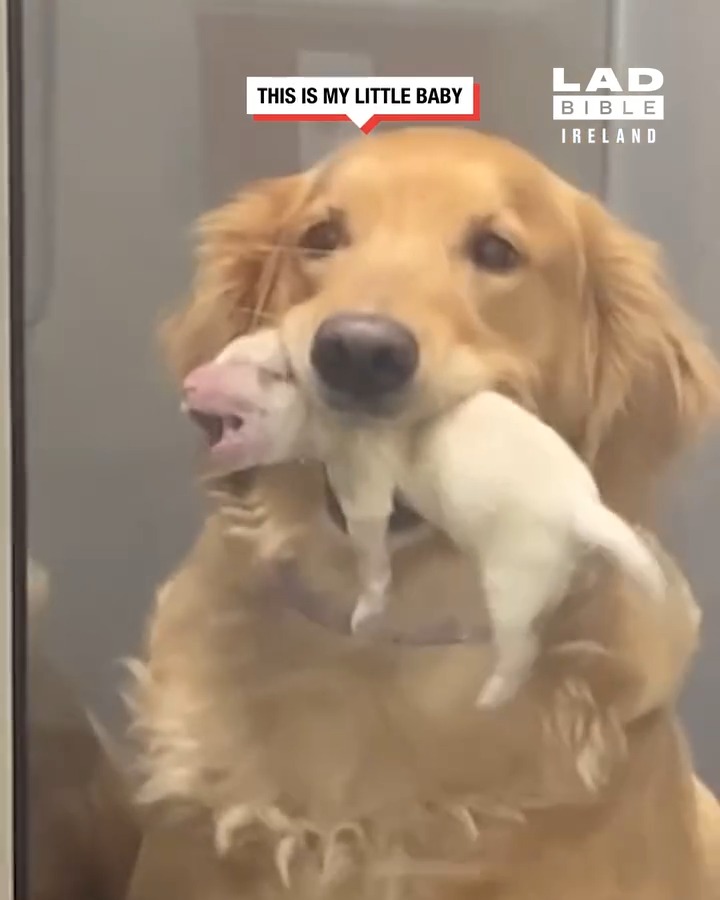 Dog shows off puppy