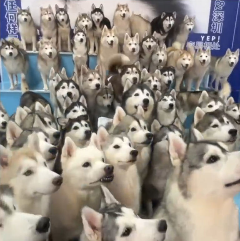 Mall Overrun By 100 Huskies After Dogs Escape Pet Cafe