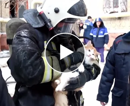 Firefighters Rescue and Perform CPR on Cat in Heart-Stopping Footage