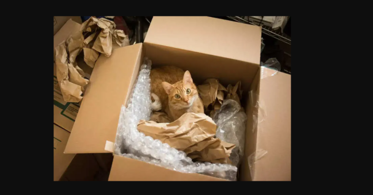 A couple accidentally shipped their cat in an Amazon return package. It arrived safely 6 days later, hundreds of miles away.