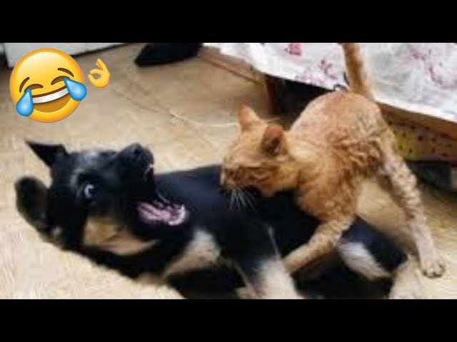 Try Not To LAUGH CATS Videos Funny Cat Memory