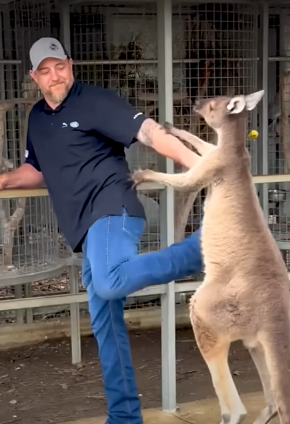 American Tourist vs Kangaroo