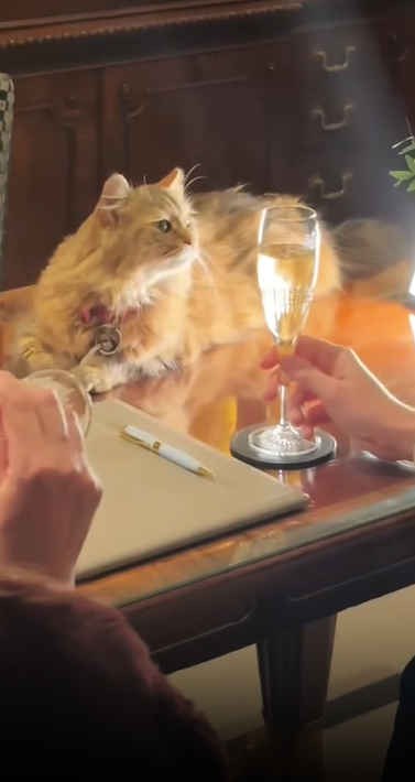 This Cat Lives In A 5-Star Hotel — And Gets Room Service Every Night