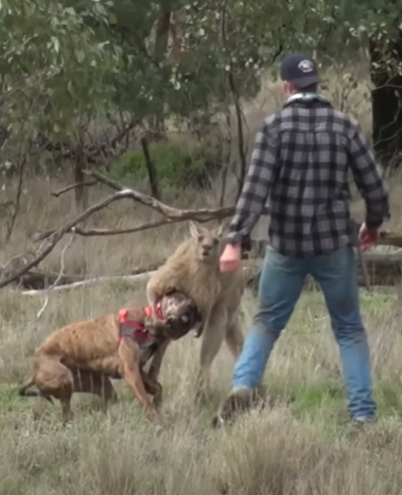 Man Punches a Kangaroo in the Face to Rescue His Dog