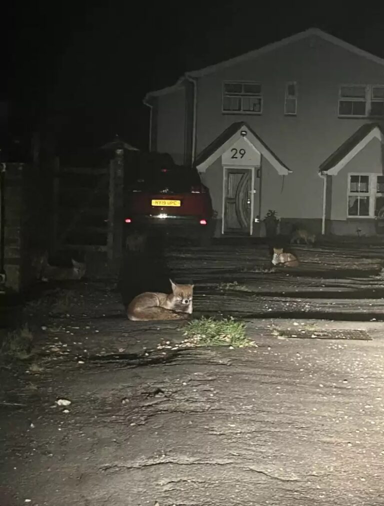 Woman Snaps Photo Of Fox — Then Realizes How Many Are Hiding In The Background