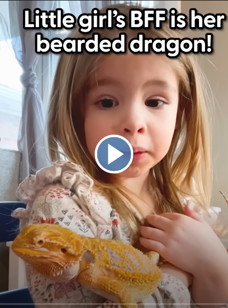 Four-Year Old’s BFF Is Her Bearded Dragon