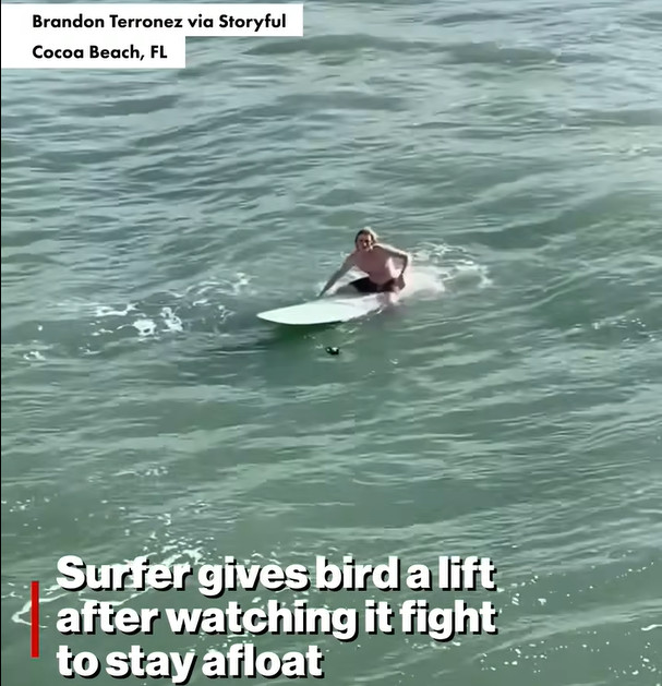 Kindhearted Surfer Thought No One Was Watching As He Stopped To Save A Life